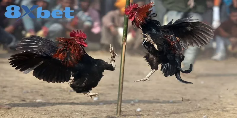 Cách Xem Trực Tiếp Kèo Đá Gà Hấp Dẫn Tại Nhà Cái 8XBET